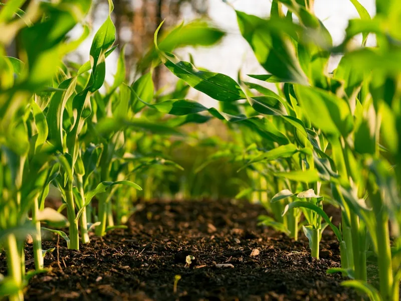 Agroindustria y Agro